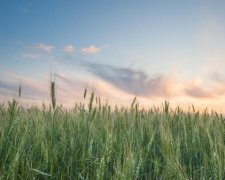 Прокл Плакальник 25 липня: історія і традиції свята