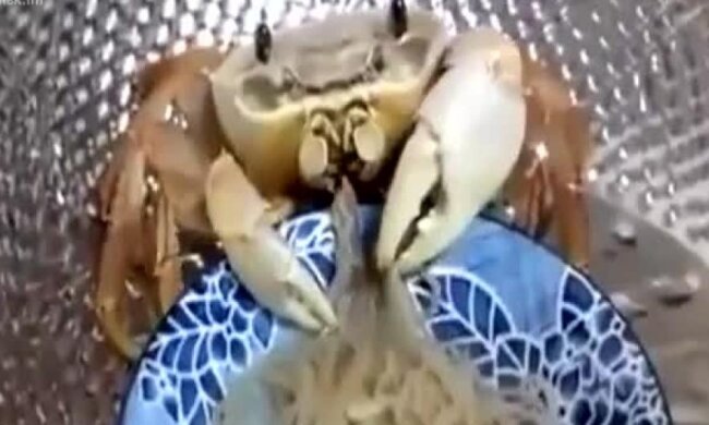 Краби виявилися справжніми гурманами (відео)