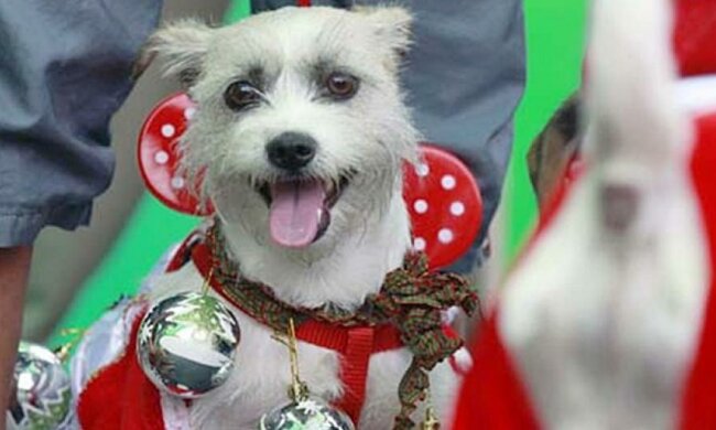 Фешн-показ собак прошел в Перу (видео)