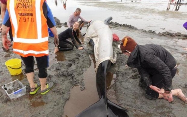 В Новой Зеландии не прекращается массовый суицид дельфинов