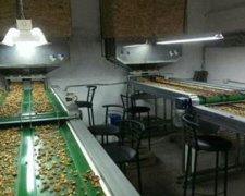 Экспортеры грецких орехов уклонились от уплаты 70 млн грн налогов