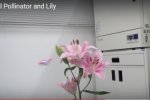 Роботи-бджоли врятують японську економіку
