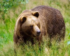 Онуків повеселити: люблячий дідусь вирішив скалічити ведмедя