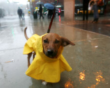 собака, фото Gettyimages