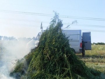 У зоні АТО "загубилася" плантація конопель у півгектара