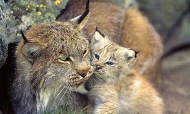 У Черкаському зоопарку вперше народилась рись