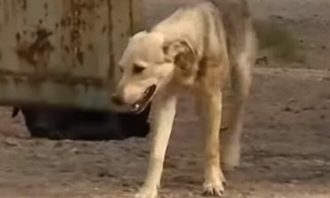 Скрін, відео YouTube