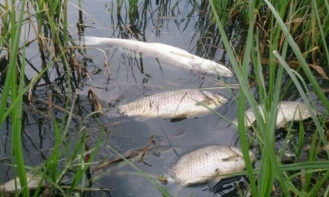 Вінницький спиртзавод згубив рибу у водоймах