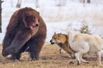 Туристка своим голосом отпугнула грозного хищника: видео