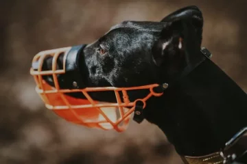 Собака у наморднику. Фото Unsplash