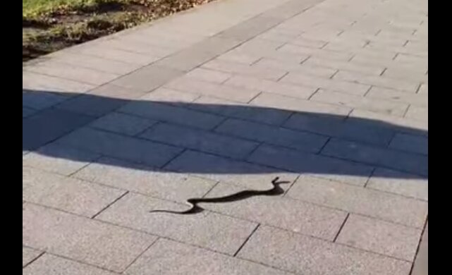 Скрин, видео Facebook