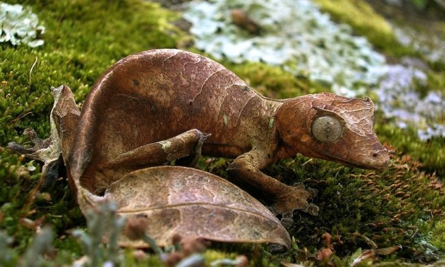 Еволюція, що безслідно зникає: вчені назвали унікальних тварин