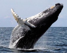 В Красном море замечен кит, которого там быть не должно