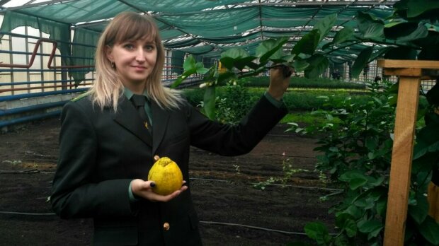 Украинцы выращивают лимоны размером с дыню, безумный эксперимент: "Это ж сколько чаевать можно"