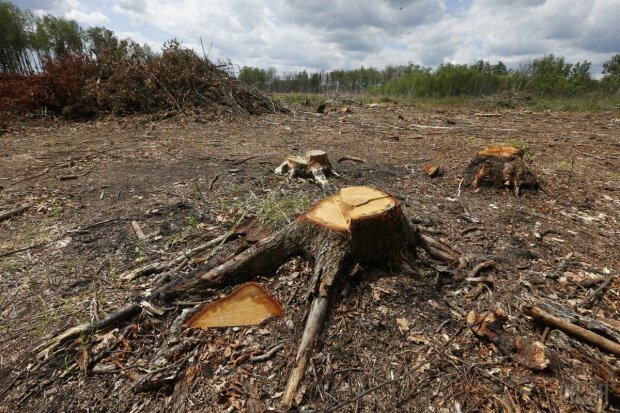 В Україні припинили вирубку лісів за крок до екологічної катастрофи: деталі