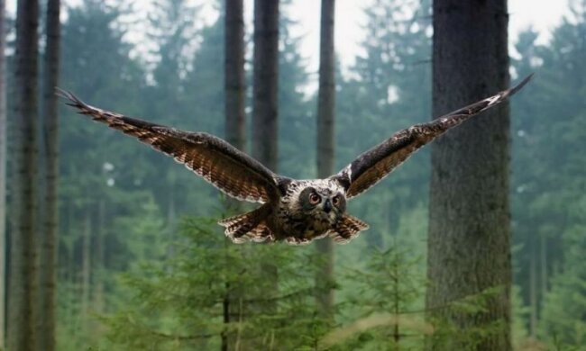 Загадочное озеро Синевир показали с высоты птичьего полета