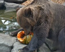 З гарбузами в лапках: як щасливі звірятка святкують Хелловін в зоопарку Києва