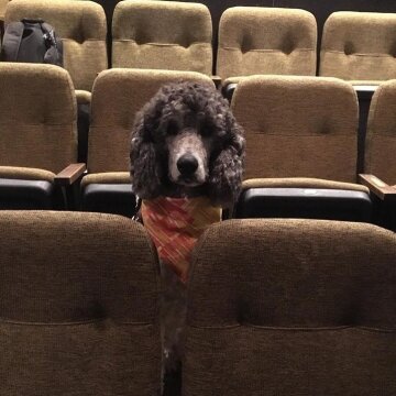 Собачки на театральном фестивале, фото:  Stratford Festival