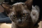 Бурманская кошка, фото из соцсетей