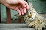 Котик, фото з відкритих джерел