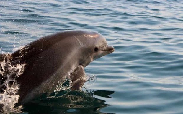 Браконьеры убили десятки дельфинов на Одесчине: видео