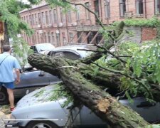 В Днепре ураган "припарковал" дерево на машины, были колеса - нет колес