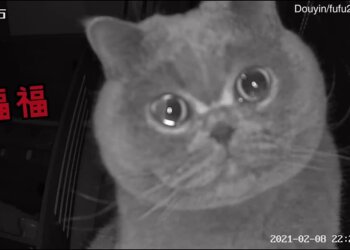 кот Фу Фу, фото Daily Mail