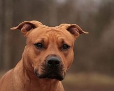 Лондонський пес-вбивця колись врятував життя свого господаря