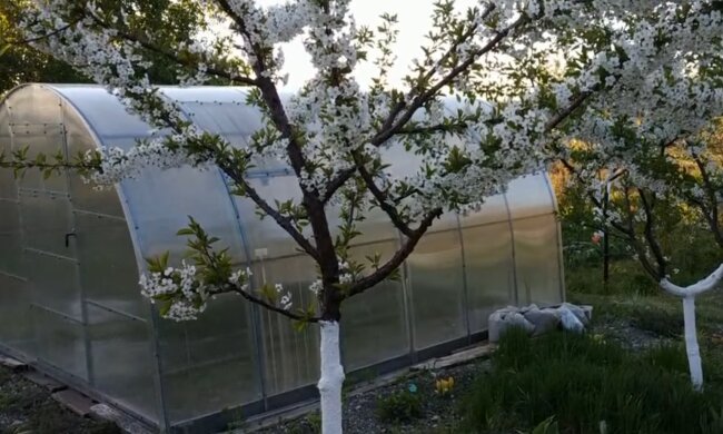 Сад, вишня, фото: Знай.ua