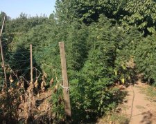 На Запоріжжі виявили плантації елітної коноплі (відео)