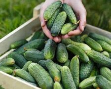 Огірки: фото Finance News