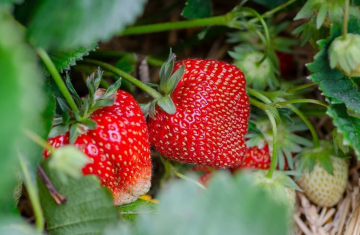 Клубника, изображение: Pixabay