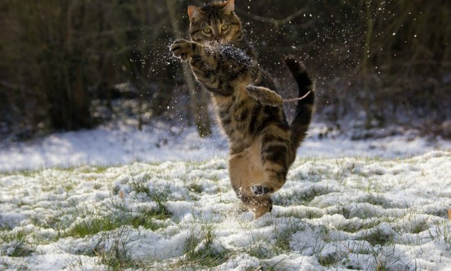 Аномальные морозы скуют Украину: резкое похолодание накроет почти все регионы