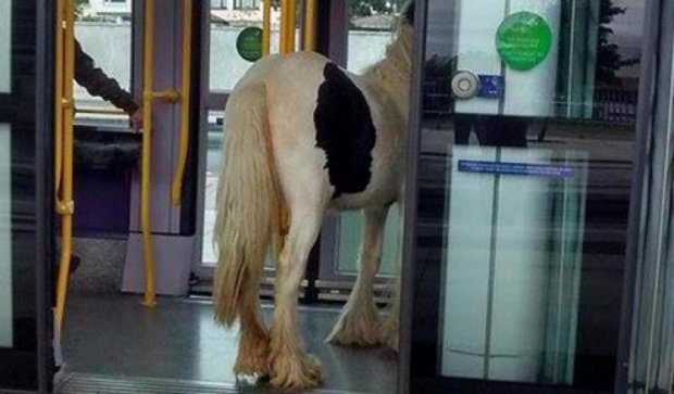 У Дубліні кінь прокотився на трамваї