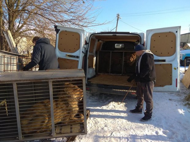 На Донбасі неадекватний охоронець зоопарку накинувся на журналістів: камеру розіб’ю нах*р і собак спущу