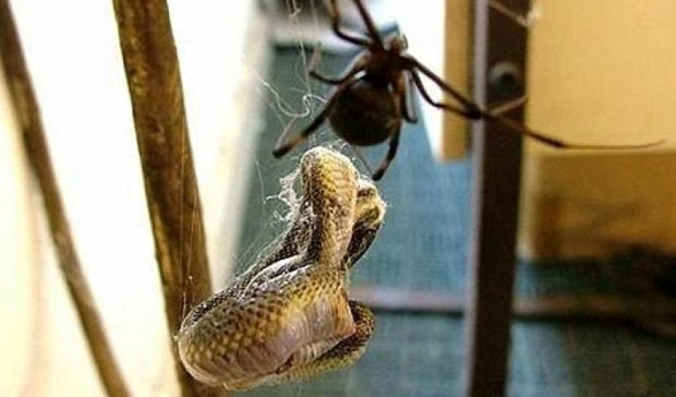 Сутичка отруйних: павучиха прогнала змію