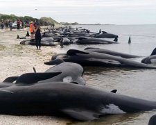 Мешканців Нової Зеландії попередили про дельфінів, що вибухають