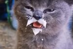 Котик, скріншот: Youtube
