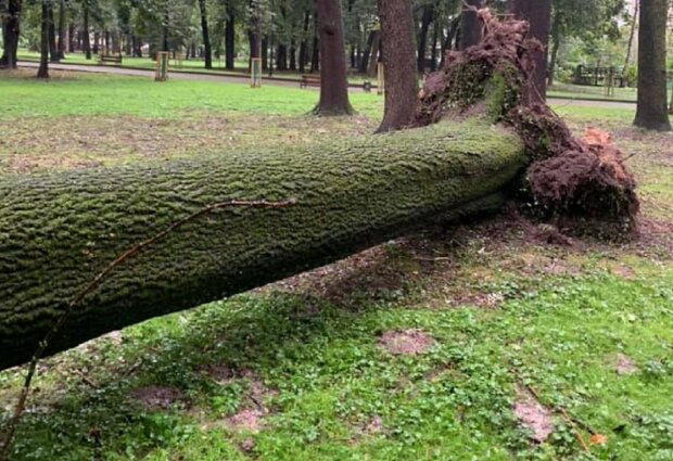 Во Франковске 130-летний ясень не выдержал буйства стихии — рухнул на деревья