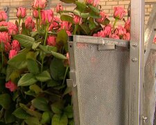 Квіти, фото: скріншот з відео