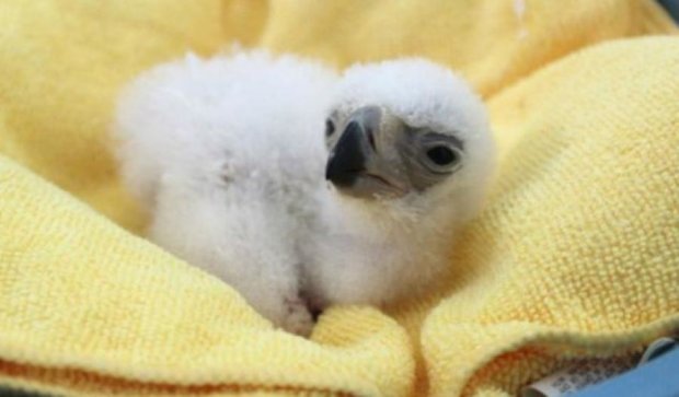  Впервые в неволе родился птенец редкого орла