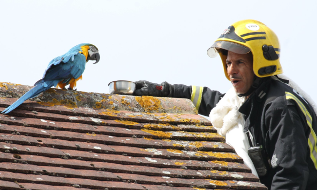 папуга і рятувальник