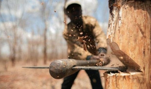 "Київзеленбуд" стверджує, що не знав про вирубку дерев корпорацією Roshen