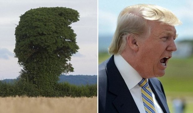Дерево напророчило Трампу президентство