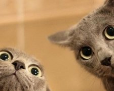 Вчений-ісламіст заборонив фотографувати котиків