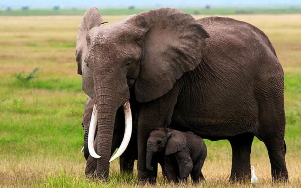 Защищала детеныша: эпичный бой слонихи с царем зверей попал на видео