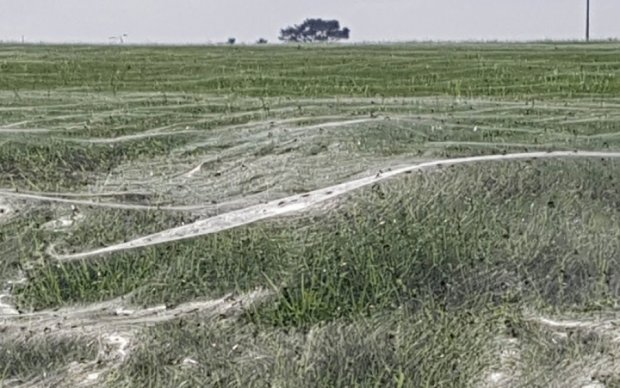 Моторошне видовище: новозеландські павуки огорнули поле гігантської павутиною