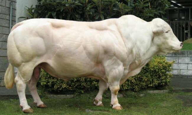 "Вот же дегенераты": украинцы разгромили популярный миф о ГМО