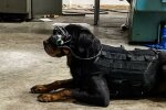 Умные очки для собак, The Verge