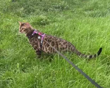Котик на прогулянці, фото: Знай.ua